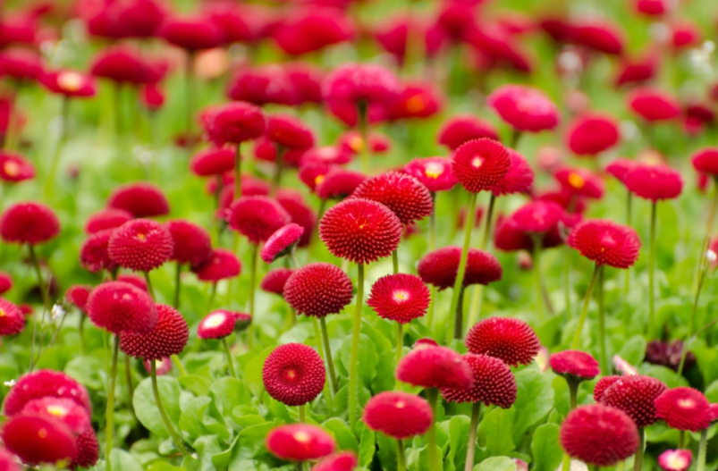 Тематическое фото pxhere.com