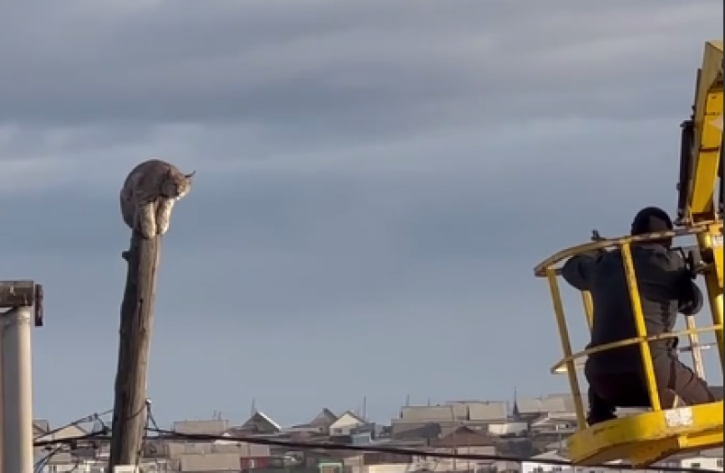 Рысь на столбе Кадр из видео