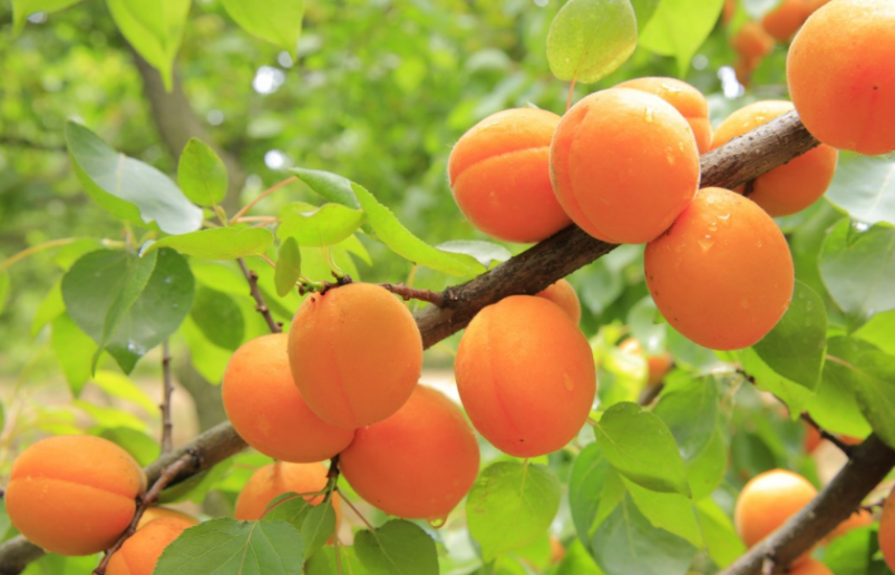 Тематическое фото pxhere.com