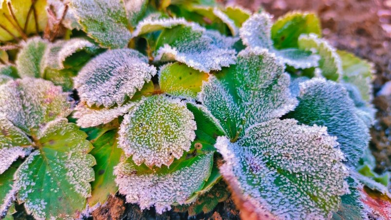 Клубника Автора Клубника Автора