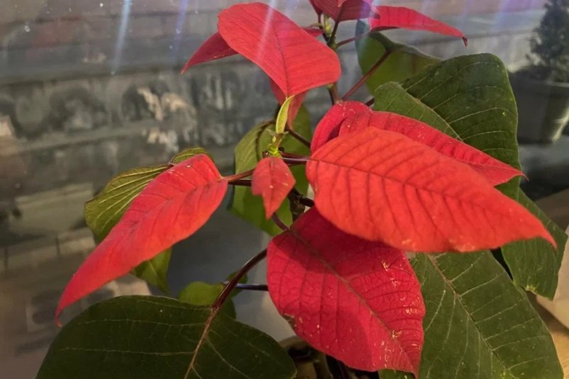 Декабрист скромно подвинется: 3 цветка затмят шлюмбергеру — пышное цветение до апреля ИА SevastopolMedia.ru Декабрист скромно подвинется: 3 цветка затмят шлюмбергеру — пышное цветение до апреля ИА SevastopolMedia.ru