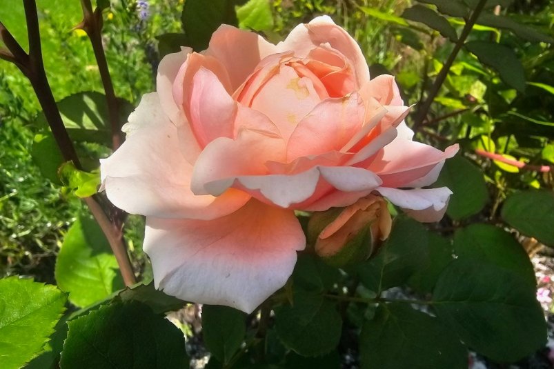 Осенью втыкаю черенки в компост - и получаю десятки крепких кустов роз: "ленивый" метод укоренения фото автора Осенью втыкаю черенки в компост - и получаю десятки крепких кустов роз: "ленивый" метод укоренения фото автора