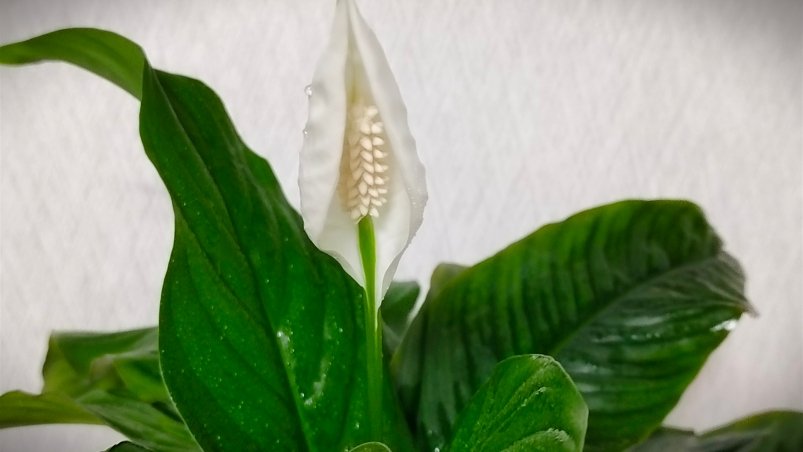 Спатифиллум Автора Спатифиллум Автора