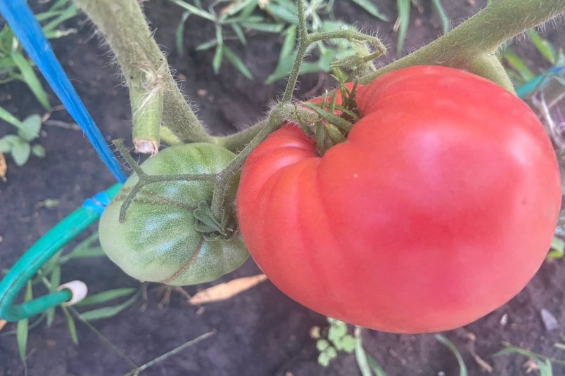 До 120 кг с 11 кустов - урожайность томата зашкаливает: плоды крупные, мясистые и сахаристые с легкой кислинкой фото автора До 120 кг с 11 кустов - урожайность томата зашкаливает: плоды крупные, мясистые и сахаристые с легкой кислинкой фото автора