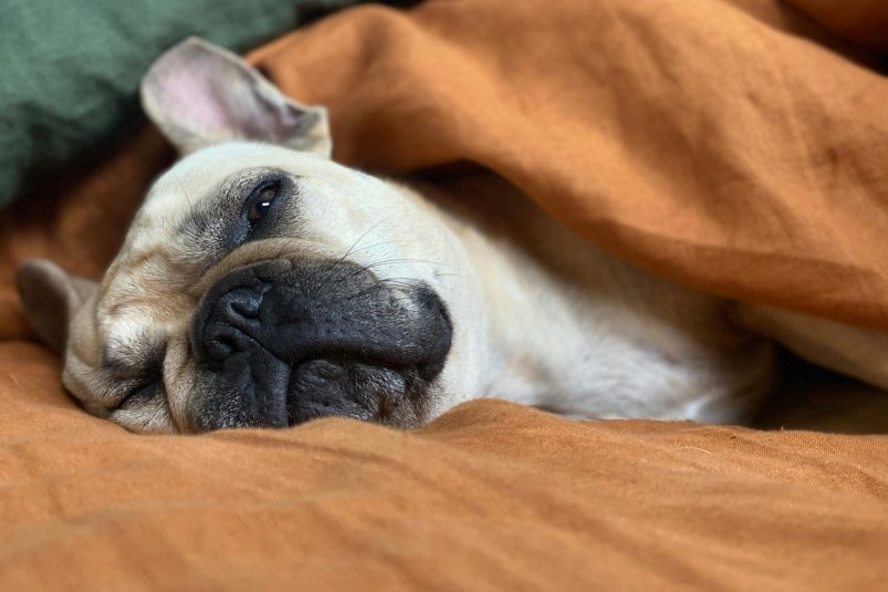 Они проспят завтрак и обед точно: эти породы собак спят по 18 часов в сутки Graham Holtshausen/unsplash