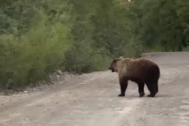 Осторожно! Медведи! Архивное фото. Соцсети (18+) Осторожно! Медведи! Архивное фото. Соцсети (18+)