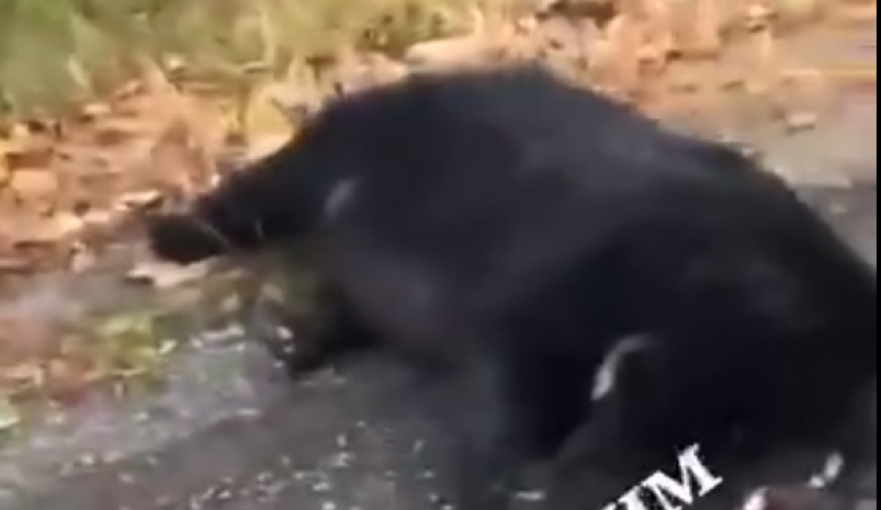 Скриншот тг-канал "Ливадия Прим" (18+)