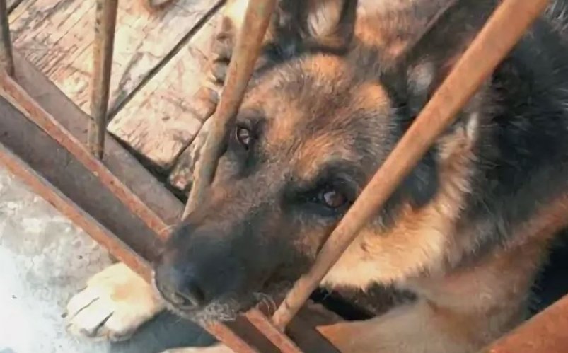 Пострадавшая амурчанка взыщет с хозяйки агрессивного пса компенсацию управление ветеринарии Амурской области Пострадавшая амурчанка взыщет с хозяйки агрессивного пса компенсацию управление ветеринарии Амурской области