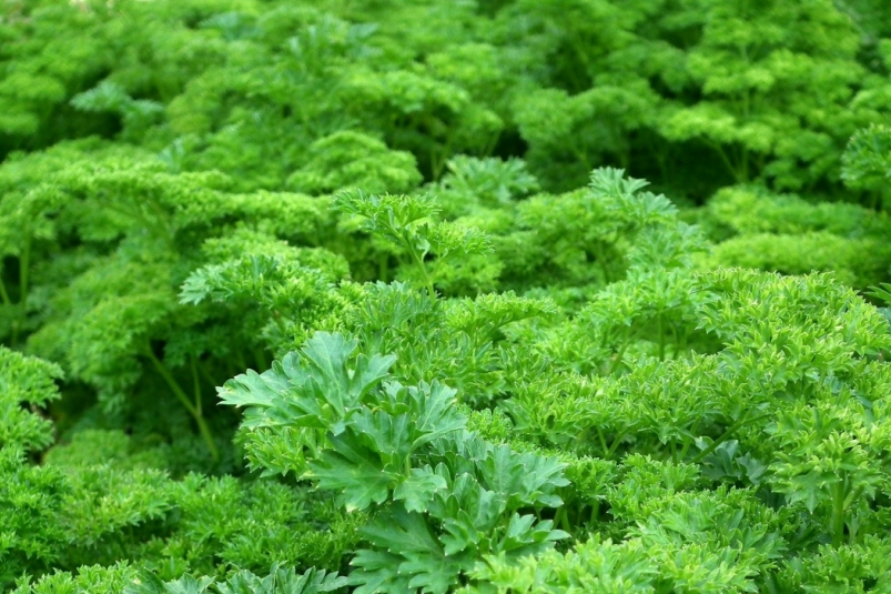 Тематическое фото pxhere.com (18+)