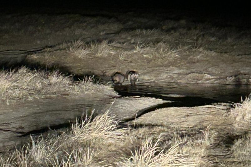 Енотовидные собаки пресс-службы Соходинского заповедника Енотовидные собаки пресс-службы Соходинского заповедника