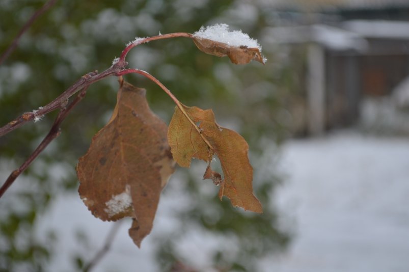 Тематическое фото Евгений Овдеенко, ИА OmskMedia Тематическое фото Евгений Овдеенко, ИА OmskMedia