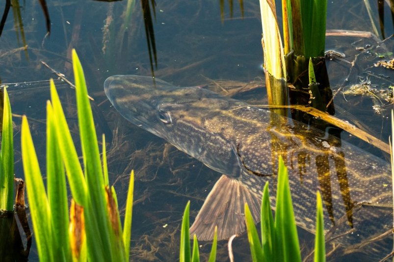 На воблер больше не клюет: лучшая снасть для щуки в ноябре - дедовский рабочий метод Stuart Bartlett/unsplash