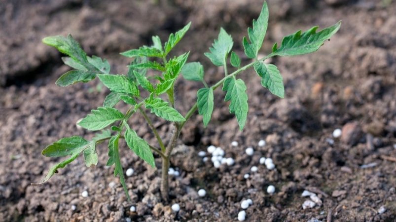 Тематическое фото Автор канала