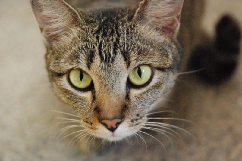 Тематическое фото pxhere.com