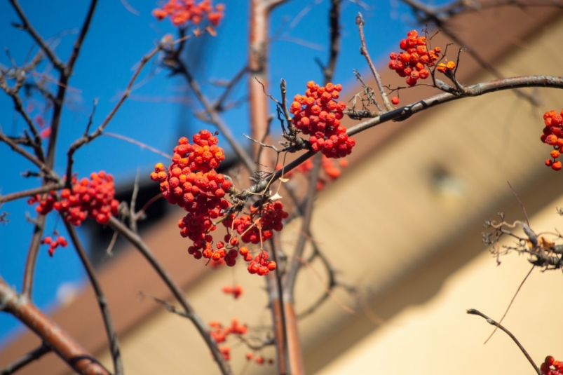 Рябина Евгений Овдеенко, ИА OmskMedia Рябина Евгений Овдеенко, ИА OmskMedia