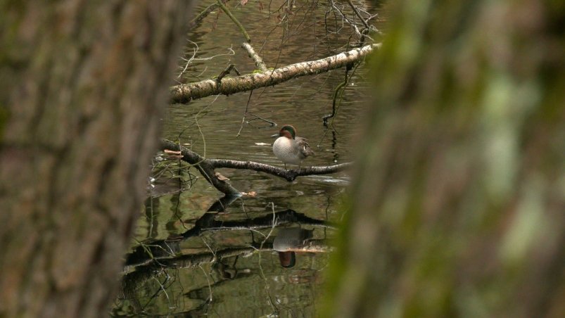 Редких уток-свистунок заметили в одном из регионов России Тг-канал (18+) "Каждой твари по паре" Редких уток-свистунок заметили в одном из регионов России Тг-канал (18+) "Каждой твари по паре"