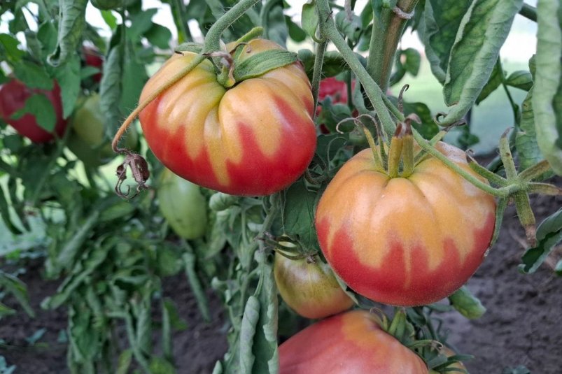 автора  автора