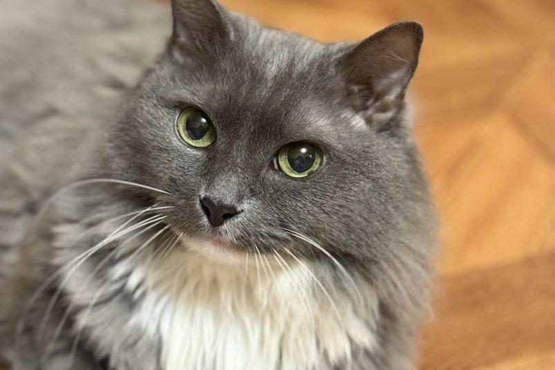 Кот Марина Кудрявцева, ИА UssurMedia