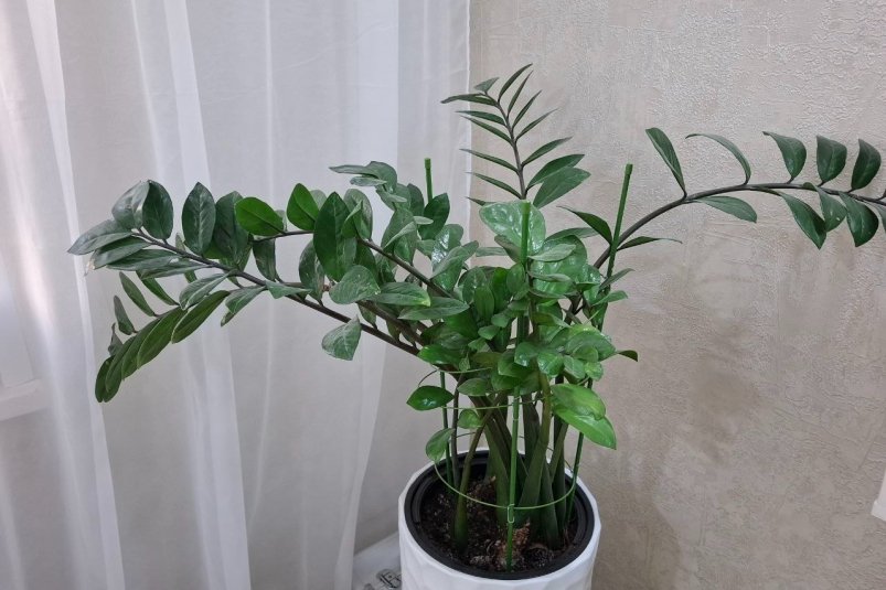 Замиокулькасу в ноябре — обязательно: 100 мл под корень - и листья зеленеют мгновенно, а новые побеги растут пачками фото автора Замиокулькасу в ноябре — обязательно: 100 мл под корень - и листья зеленеют мгновенно, а новые побеги растут пачками фото автора