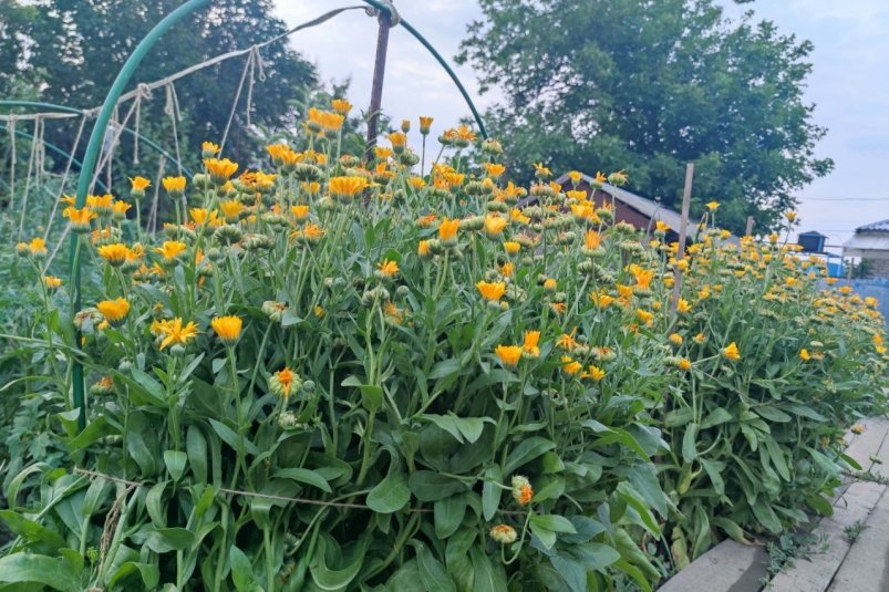 Посадите в ноябре - и летом весь сад в королевских шапках: самые неприхотливые многолетники ИА StolicaMedia Посадите в ноябре - и летом весь сад в королевских шапках: самые неприхотливые многолетники ИА StolicaMedia