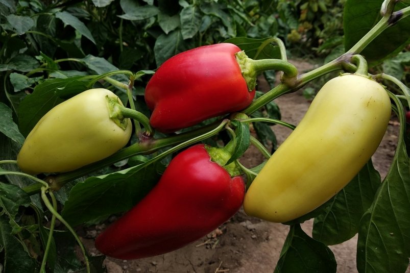 Чтобы перец плодоносил как бешенный, нужно лишь 2 подкормки - вносите после осени Anna Evans/unsplash