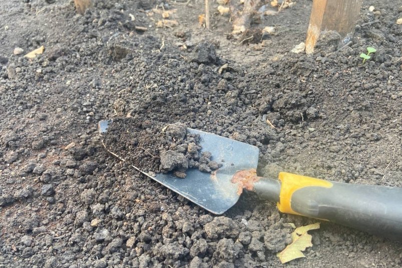 Перестаньте перекапывать огород осенью: этот способ проще и земля станет как пух ИА StolicaMedia