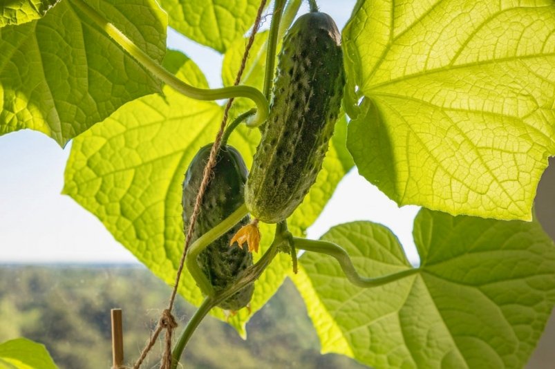 Огурец Автора Огурец Автора