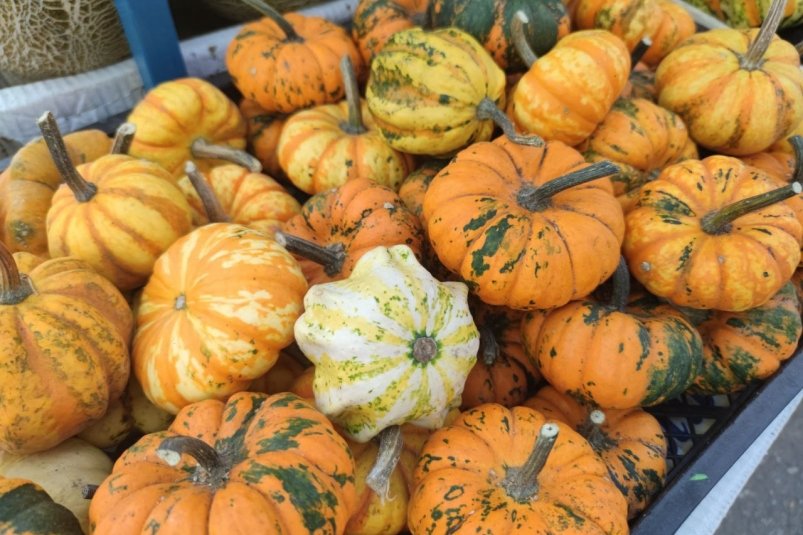 Тыква хранится до лета — сочная и сладкая: храню только так — и не гниет, даже если захочу фото автора Тыква хранится до лета — сочная и сладкая: храню только так — и не гниет, даже если захочу фото автора