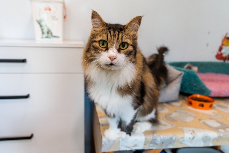 кот, кошка, домашние животные, фонд Умка, защитники животных Евгений Кулешов, ИА PrimaMedia