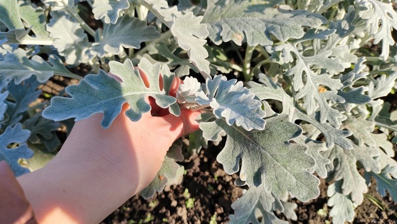 Цветы Автора Цветы Автора