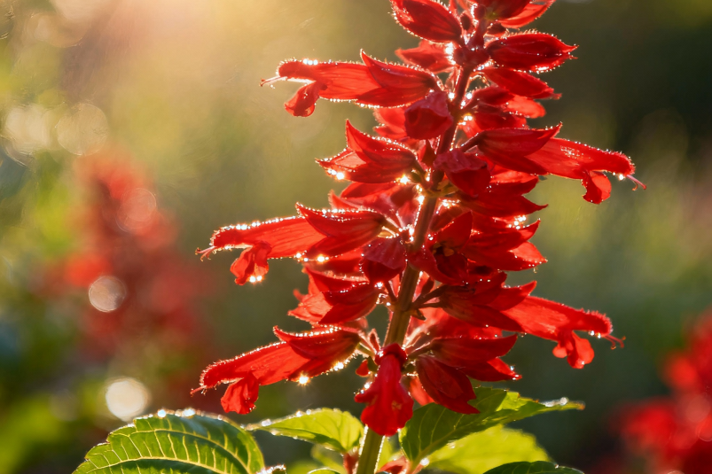 Осенний лайфхак: как получить ярко-красные "факела" на участке — посадите сальвию блестящую в ноябре ИИ perplexity (18+)