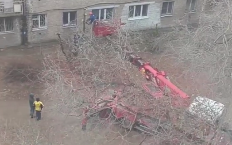 Вырубка деревьев Кадр из видео