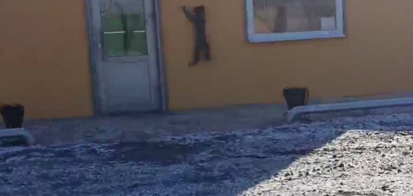 Рысь Кадр из видео Рысь Кадр из видео