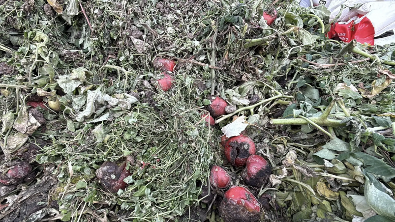 Свалку из лент для автополива и тухлых помидоров зафиксировали на Ставрополье пресс-служба Кочубеевского округа Ставрополья