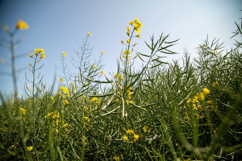 Рапс ИА Stavropol.Media