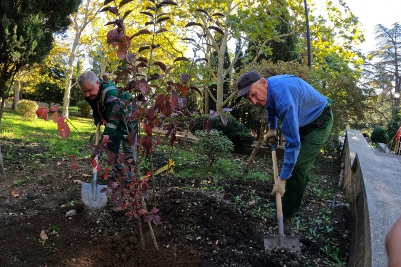 Высадка растений Соцсети главы администрации Ялты Янины Павленко