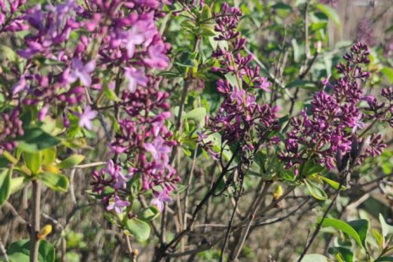 Цветущая сирень и спелая малина в конце октября удивляют жителей Ставрополья телеграм-канал (18+) "Пульс Минвод"