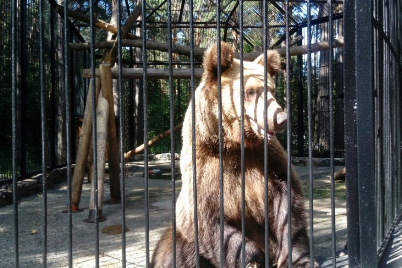 зоопарк Людмила Лата ИА KrasnodarMedia зоопарк Людмила Лата ИА KrasnodarMedia