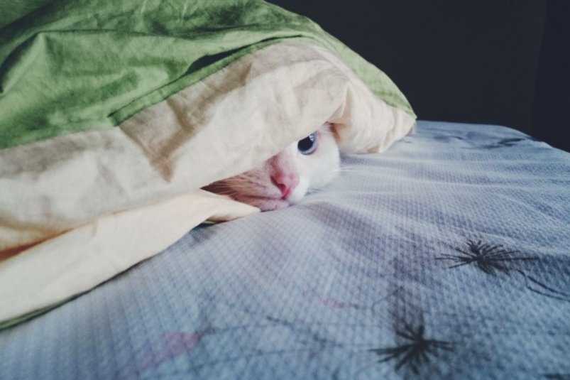 Тематическое фото pxhere.com