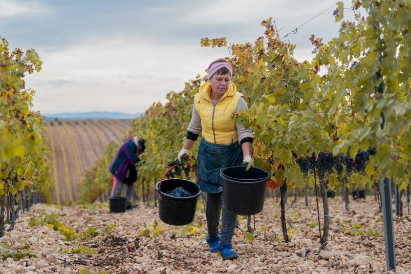 Сбор винограда Соцсети губернатора Севастополя Михаила Развожаева