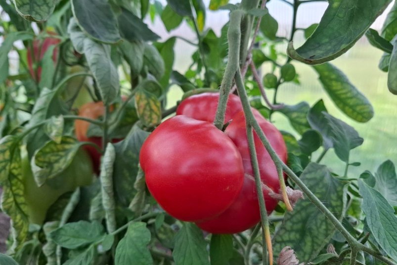 Урожай до 5 кг с куста: мал, да дорог - перламутровый томат с нежным, сладким вкусом фото автора