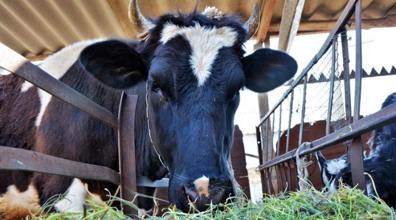 Тематическое фото Соцсети АЧ МУ Россельхознадзора