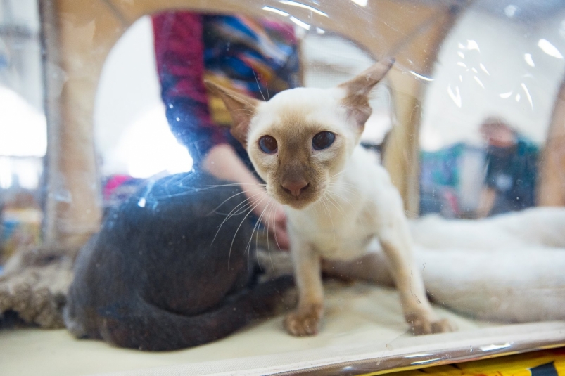 Кот Илья Аверьянов, ИА PrimaMedia.ru