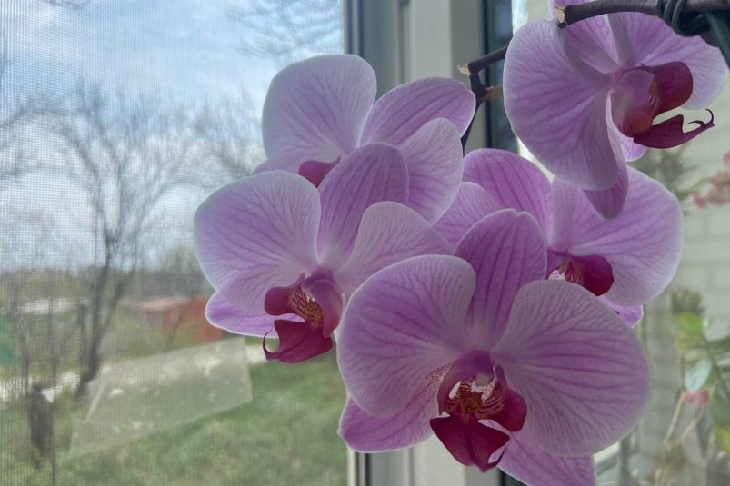 С 3-го по 5-е к цветам на метр не подходите — скверные для пересадки: вот в какие лучше ИА StavropolMedia