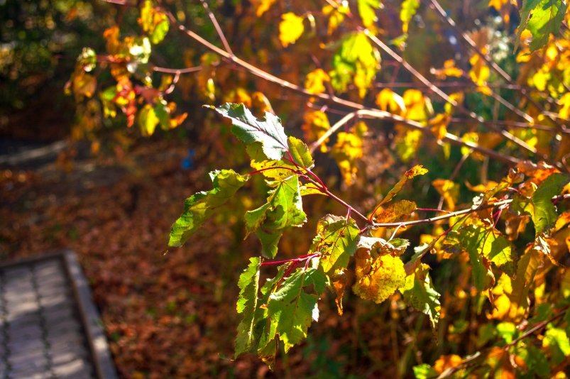 Осень в Омске Евгений Овдеенко, ИА OmskMedia