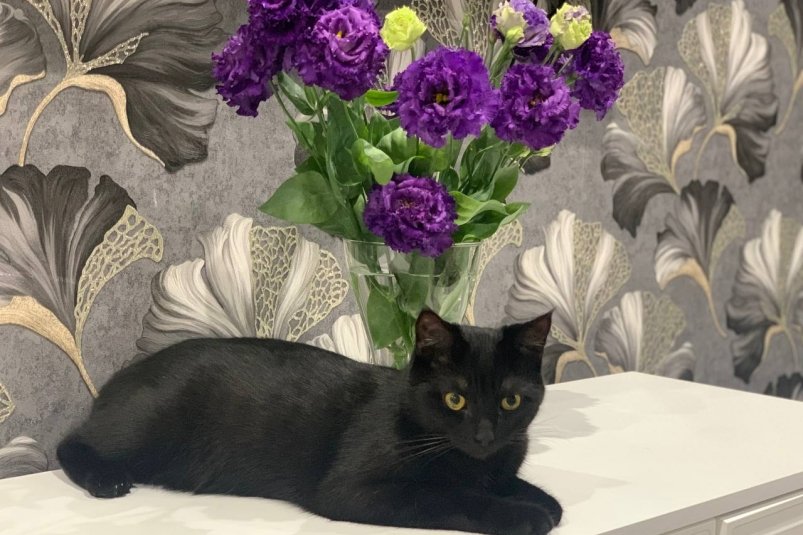 Кошачий "тыг-дык": секреты внезапных забегов вашего питомца - болезнь или игра фото автора