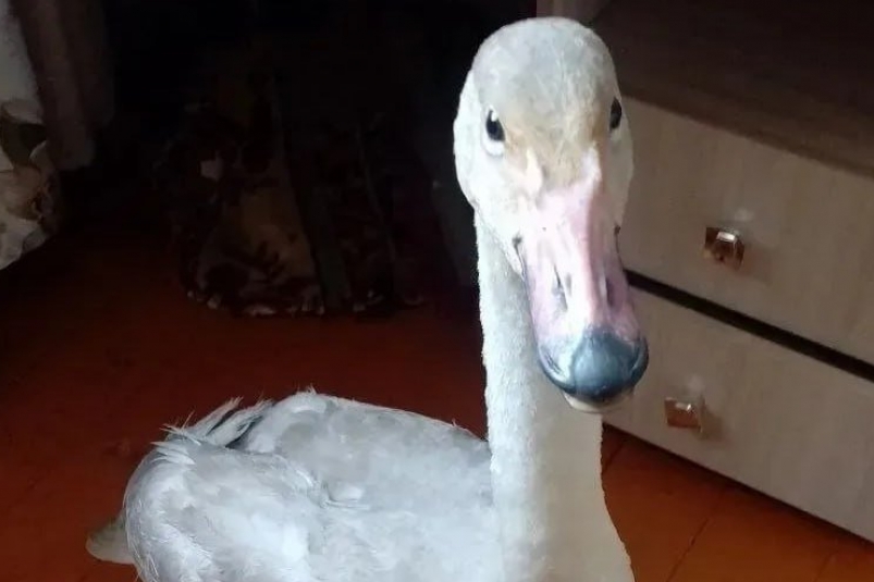 Лебедь тг-канал (18+) Госветслужбы Забайкалья