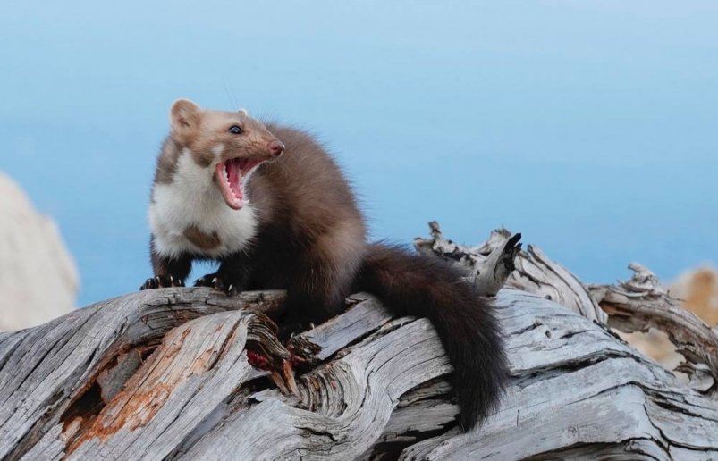 Куница соцсети ФГБУ "Заповедный Крым", Артур Мурзаханов