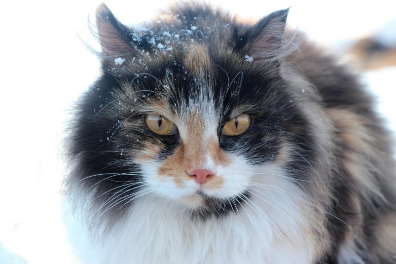 Тематическое фото Юлия Ушакова, ИА IrkutskMedia