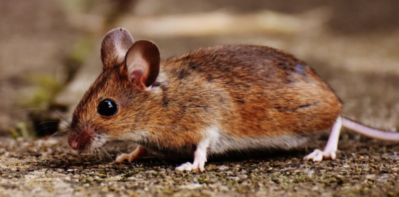 Тематическое фото pxhere.com